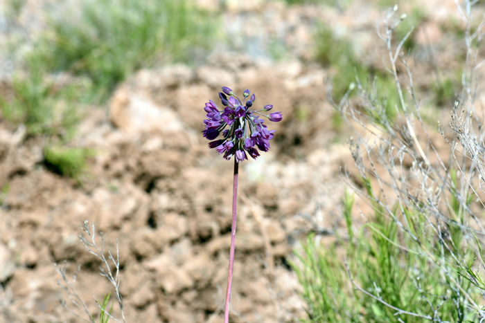 Dusky Onion grows up to about 4 to 12 inches (10 to 30 cm) tall. Allium campanulatum